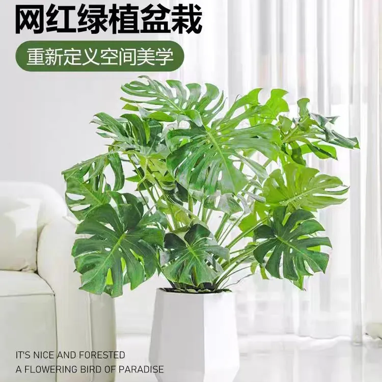 龟背竹大叶开背棵绿植植物园客厅土培水培净化龟背竹绿植盆栽室内