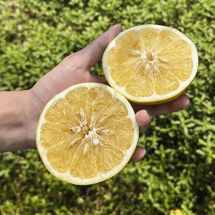 【双11爆款推荐】福建漳州平和爆汁黄金葡萄柚当季新鲜水果黄肉蜜柚