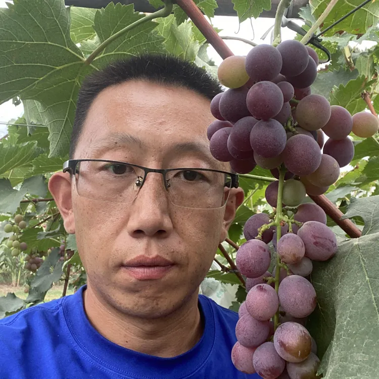 伏牛山脚下巨峰葡萄无去籽无膨大无去酸自然生长