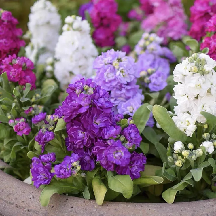 重瓣紫罗兰盆栽冬季耐寒花园花卉庭院阳台植物芳香花卉绿植多年生