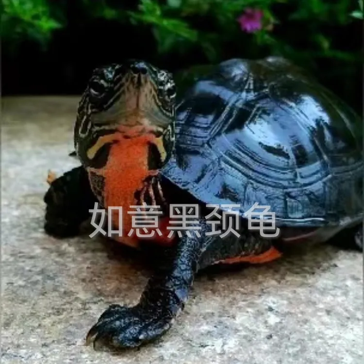 广西黑颈龟纯种黑颈龟宠物龟成熟公龟