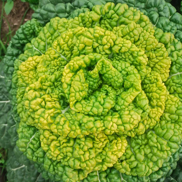 露天霜打蔬菜泡泡菜乌菜黄心乌塌菜菊花心农家新鲜蔬菜小青菜