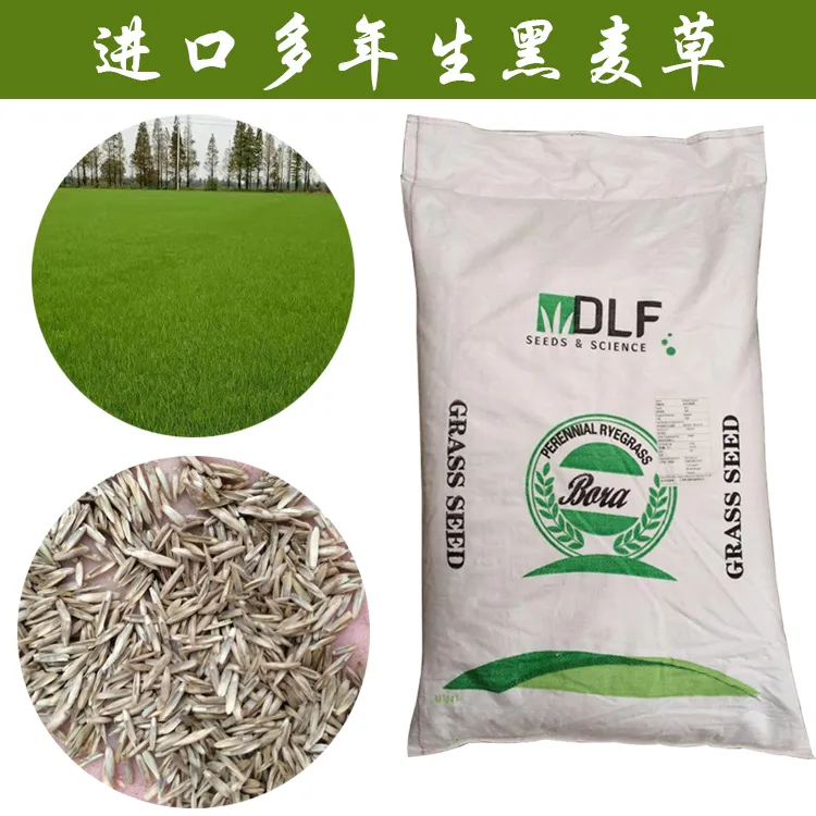 草坪草籽固土绿化草皮多年生黑麦草宝来丹麦耐旱耐盐庭院护坡种子