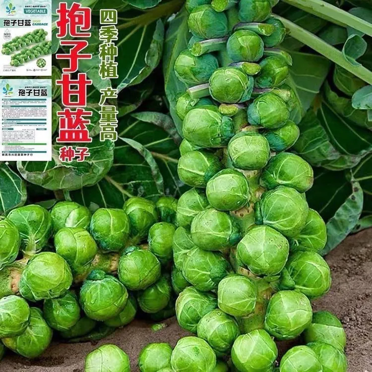 绿色孢子甘蓝种子四季可种适合阳台种植的小包菜蔬菜种籽