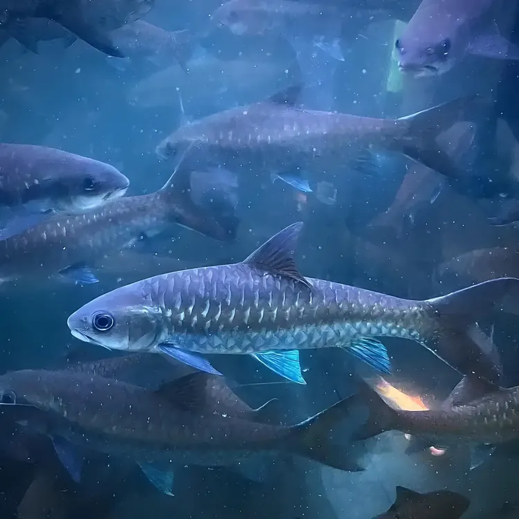 保山蓝吉罗颜色顶的保山蓝吉罗蓝吉罗