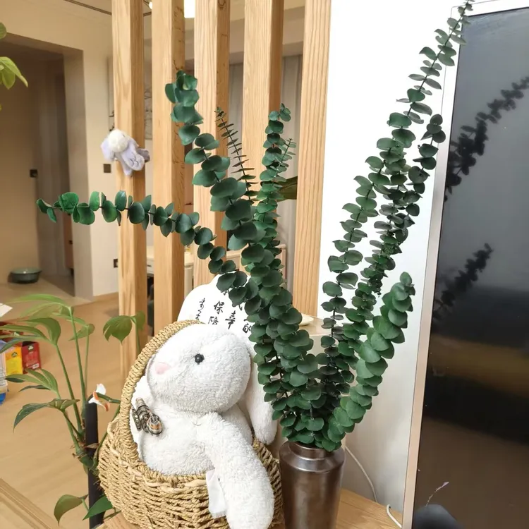 尤加利客厅永生花无粉（墨绿色）10支