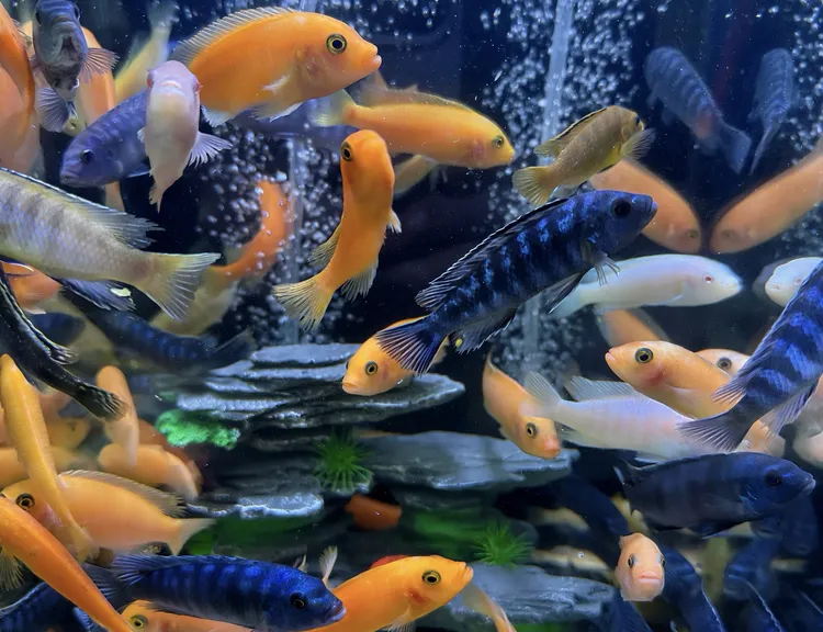 三湖慈鲷慈鲷鱼活体热带观赏鱼淡水中小型鱼好养耐活