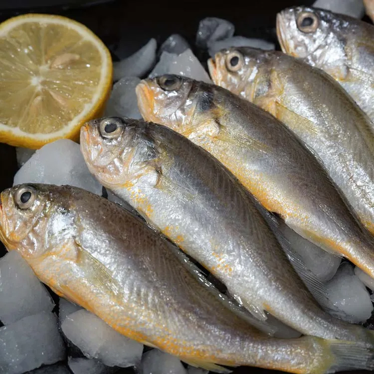 新鲜野生海捕小黄花鱼10-11条1斤到手5斤顺丰冷链冰鲜保护
