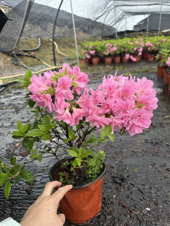 【基地直发】四季安酷杜鹃康乃馨5年苗阳台庭院花卉绿植耐寒耐热