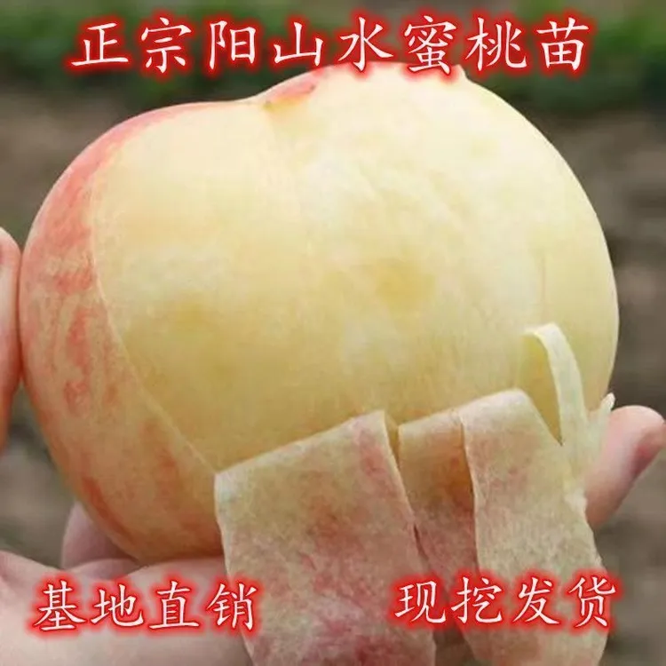 无锡阳山水蜜桃树苗南方北方种植嫁接桃苗特甜大果树苗当年结果