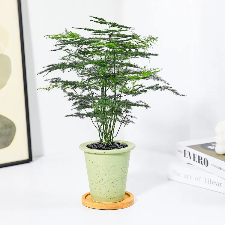 文竹盆栽植物室内好养客厅办公室桌面绿植云竹四季常青净化空气