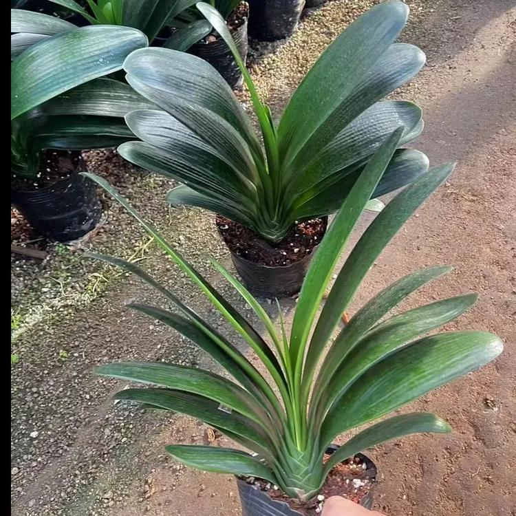 原土君子兰【国兰10-14叶】黑色育苗杯盆栽室内客厅阳台绿植美观