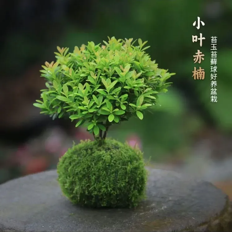 小叶赤楠盆景办公室室内花卉桌面四季常青好养老桩盆栽绿植养不死