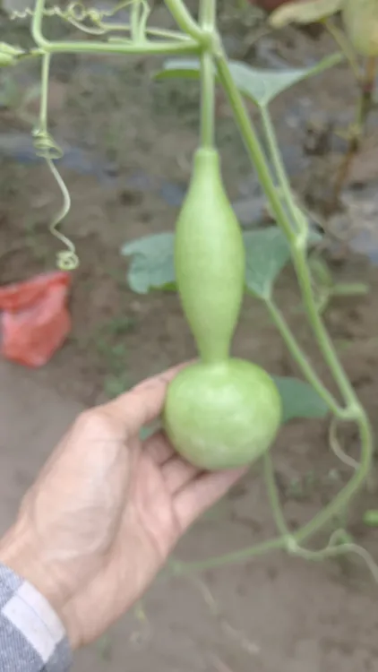 超稀有榴弹文玩铁皮葫芦，新品种