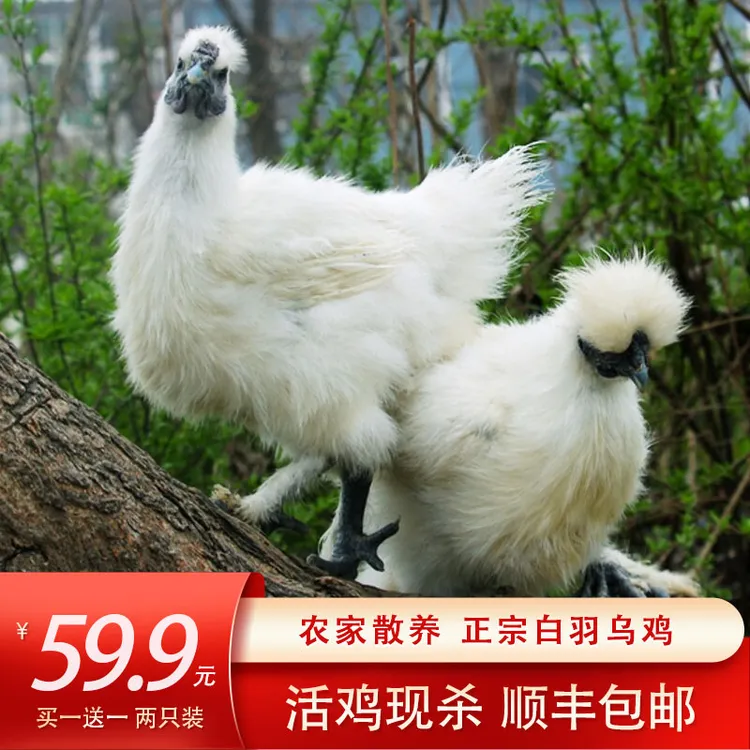 【拍一发二】乌鸡乌骨鸡农家散养土鸡乌鸡新鲜现杀顺丰包邮黑鸡