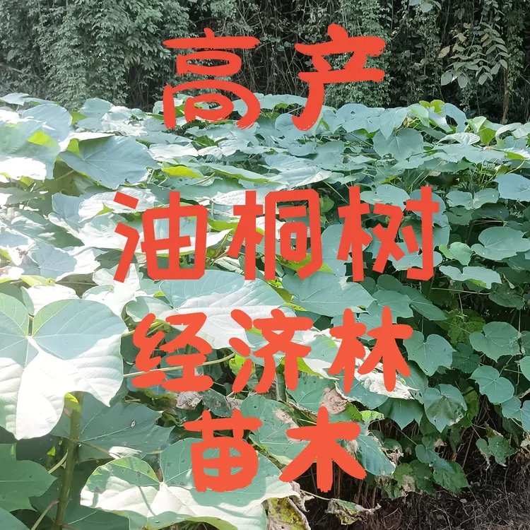 高产油桐树苗叶大花多易坐果出油率高经济林苗木油桐树苗多年绿植