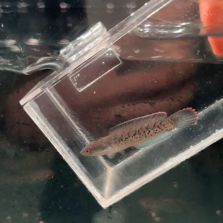 鬼王雷龙大型凶猛热带鱼活体观赏鱼淡水鱼