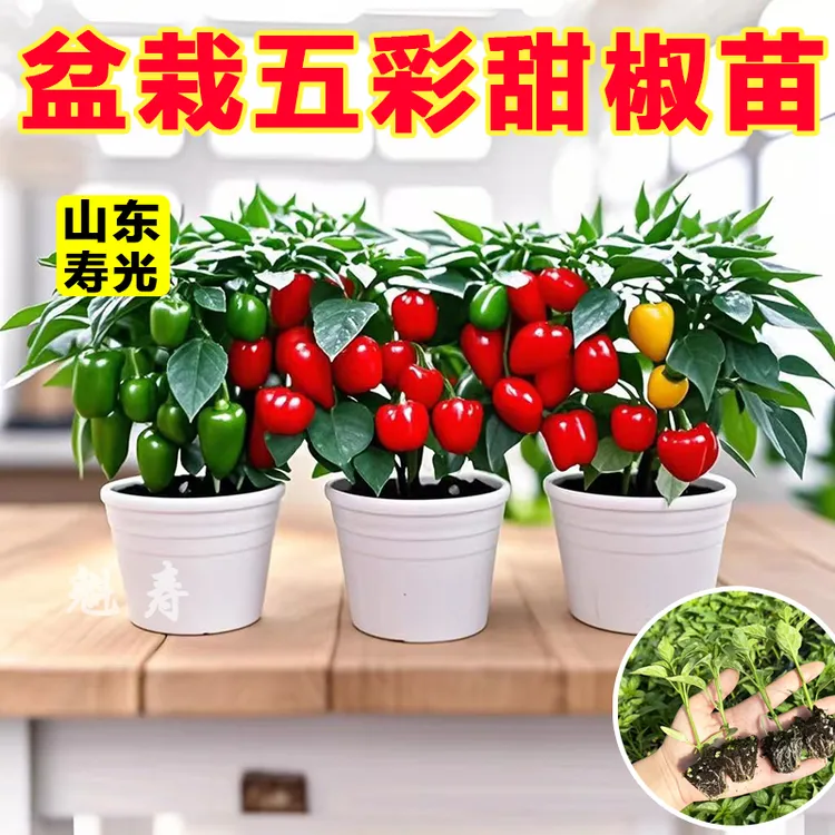 山东寿光五彩甜椒王红黄绿紫甜椒秧苗四季盆栽太空椒水果方椒种子