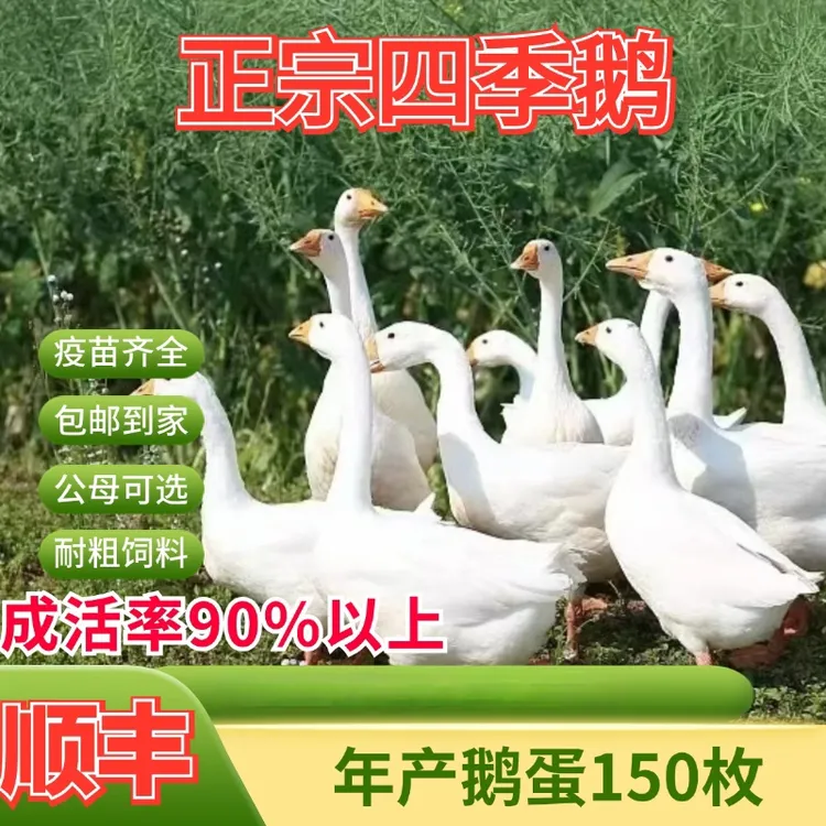 四季产蛋王 顺丰包邮到家