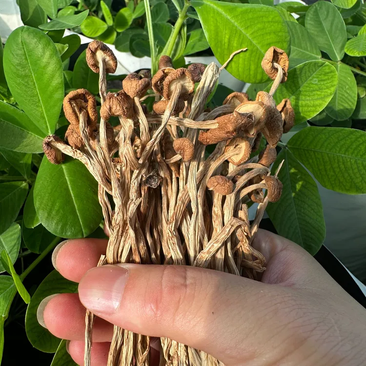 新疆茶树菇炖汤干锅火锅红烧肉伴侣精品干蘑菇食用菌严选