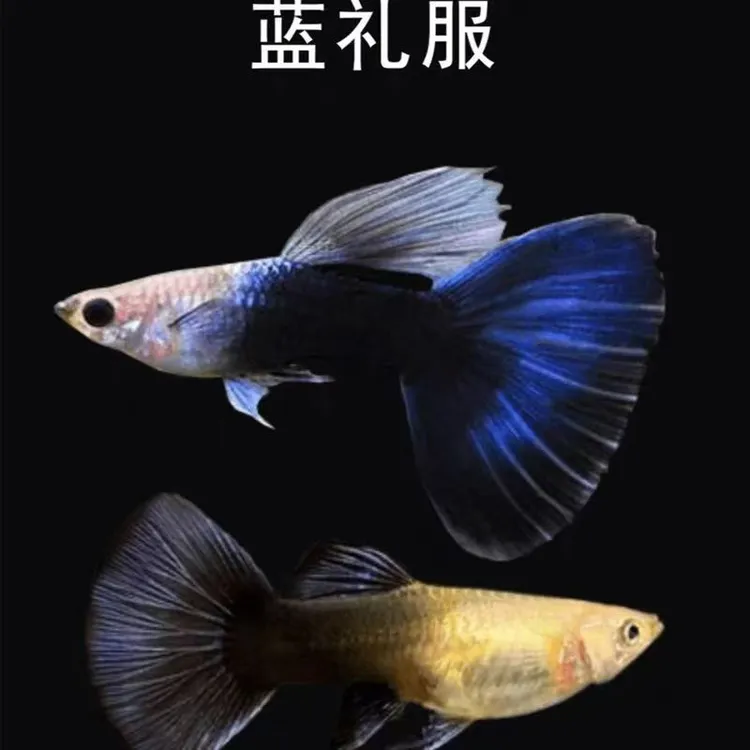 【德系蓝礼服】孔雀鱼小型热带淡水观赏鱼活鱼