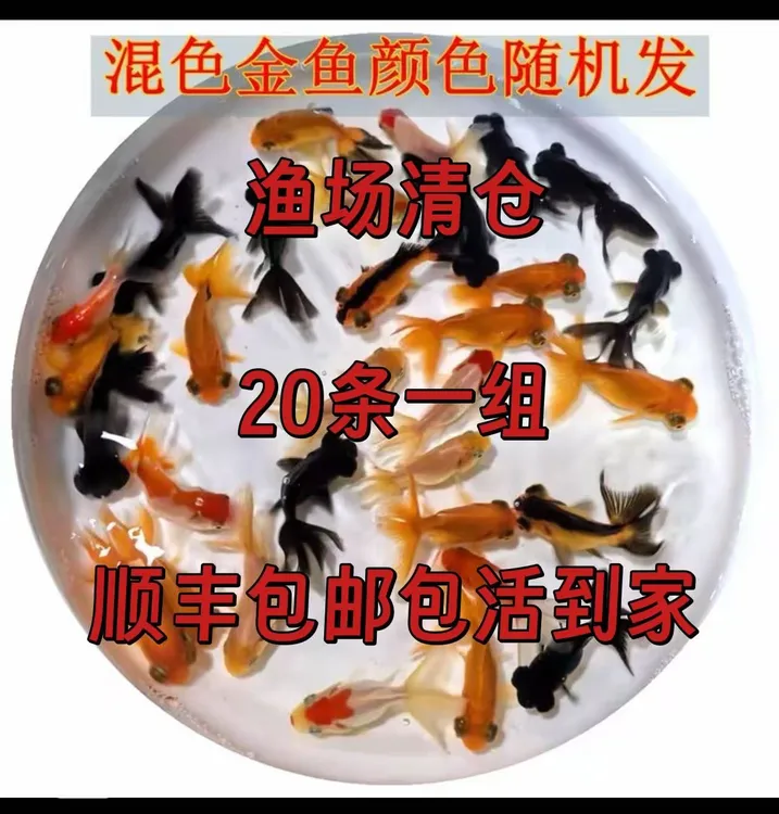 小金鱼小型冷水好养易活耐活淡水鱼包邮观赏鱼好养耐活