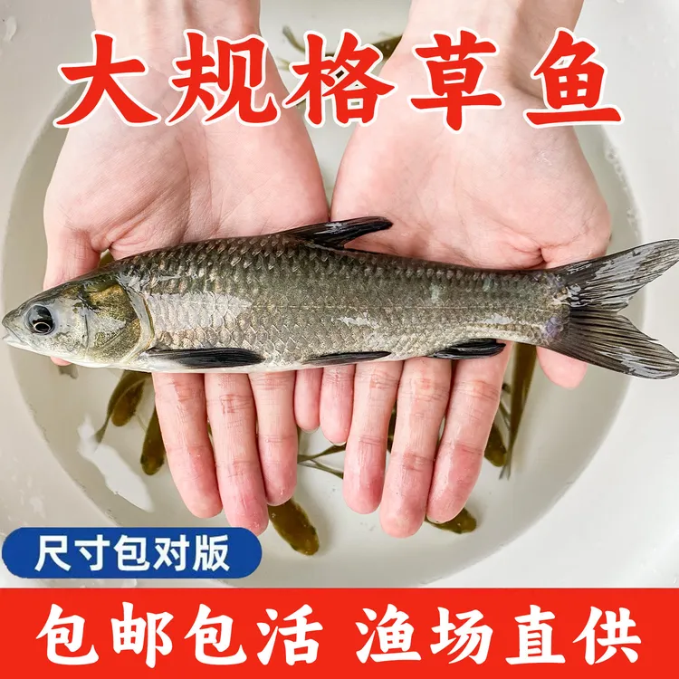草鱼活鱼淡水养殖食用活体饲料鱼皖鱼小草鱼批发特大草鱼包活耐活