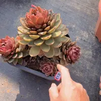 一物一拍多肉823巧克力慕斯