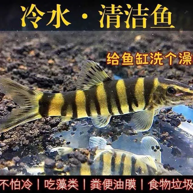 【观赏鱼】壮体沙鳅 原生冷水鱼 漓江副鳅  吃残渣粪便清洁鱼活体