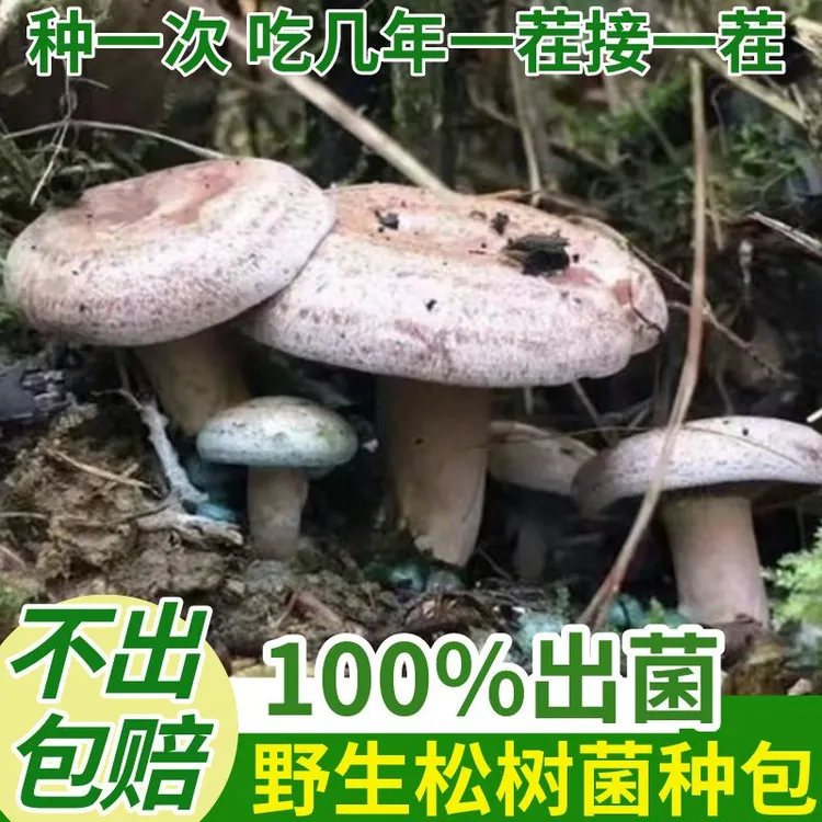 野生松树菌种乌枞菌黄枞菌种植菌包花盆阳台可种四季都可种正宗
