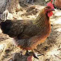 宠物鸡麻羽绿壳鸡包邮到家