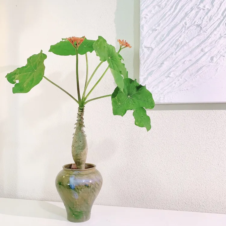 佛肚海棠块根开花珊瑚状植物四季开花耐热植物易活室内吸甲醛盆栽