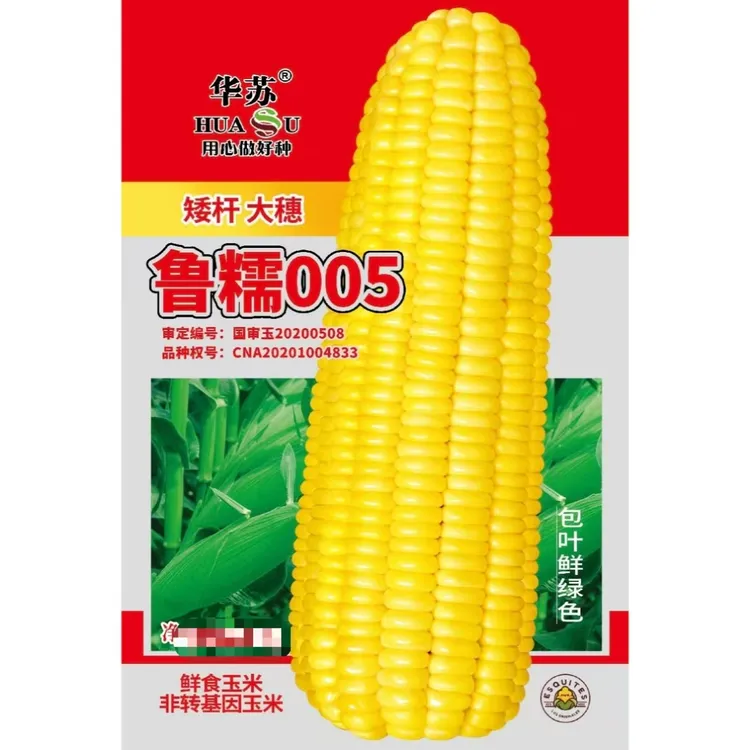 【越嚼越香的国审黄甜糯玉米】鲁糯005 软糯香甜拉丝粘牙田园基地种
