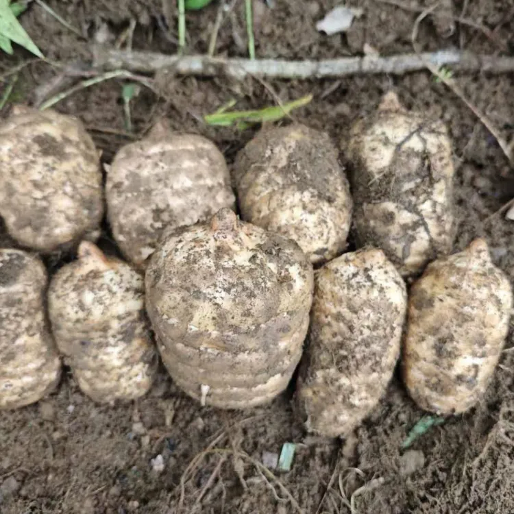 毕节现挖新鲜乌天麻产地直销
