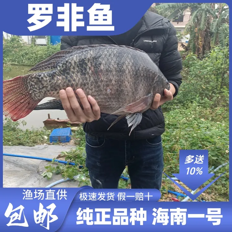 罗非鱼海南一号脆肉罗非鱼 淡水观赏宠物鱼快大型
