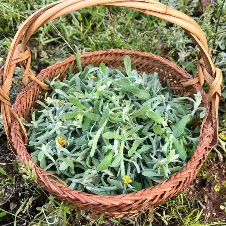 野生鼠曲草清明草捻子花水牛花太阳花新鲜现摘湖南新宁