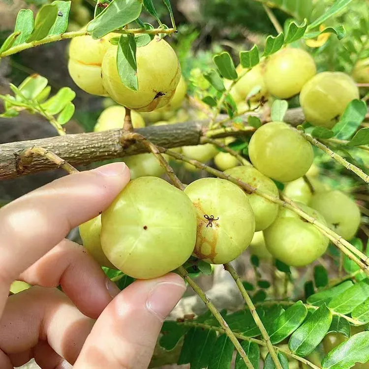 现摘新鲜油柑果油柑酥脆回甘多汁可生吃榨汁