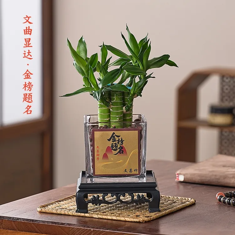 文昌竹金榜题名绿植室内书桌鸿运水培带根粗杆转运步步高竹子养