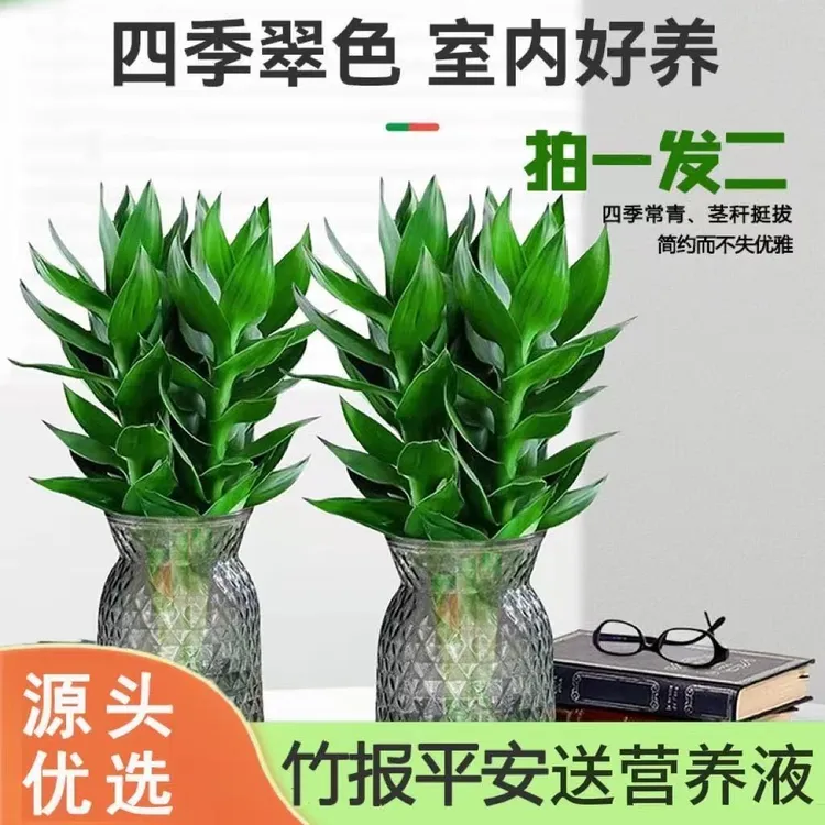 【买一送一】水培观音竹富贵竹室内四季常绿好养转运竹盆栽含树脂盆