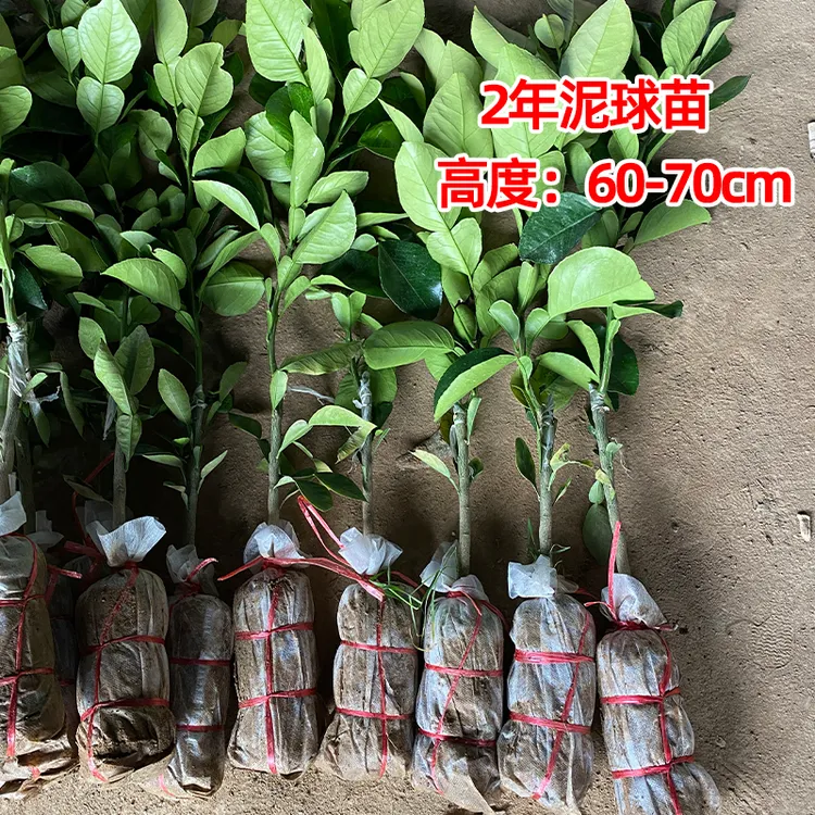 香水红柚新品种暹罗红柚嫁接优良品种红皮红肉柚子树广西容县发货