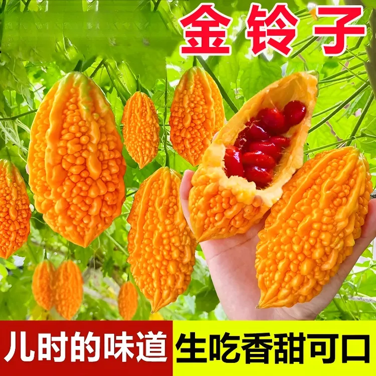 新鲜水果赖葡萄金铃子黄金果金癞刺濑瓜小苦瓜罕见甜心果3斤
