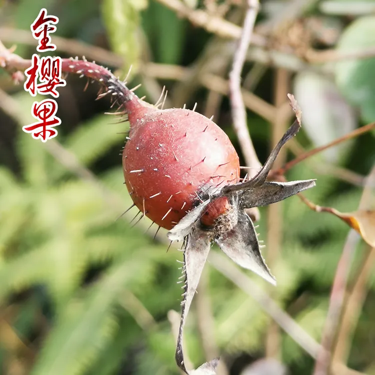 山野兄弟广西深山原生态金樱果高品质精选红果农产品金樱子250g