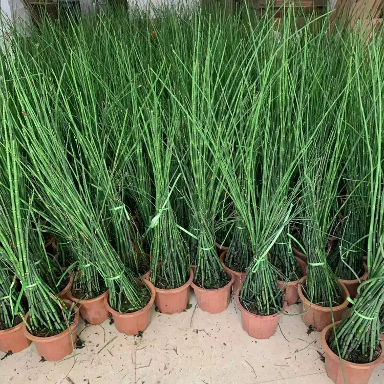 木贼笔管节节草盆栽池塘水生植物庭院花园造景高级感四季花镜绿植