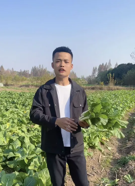 【 曼哥专属】湖南新鲜白菜苔白菜心当季绿色青菜新鲜蔬菜清甜脆嫩