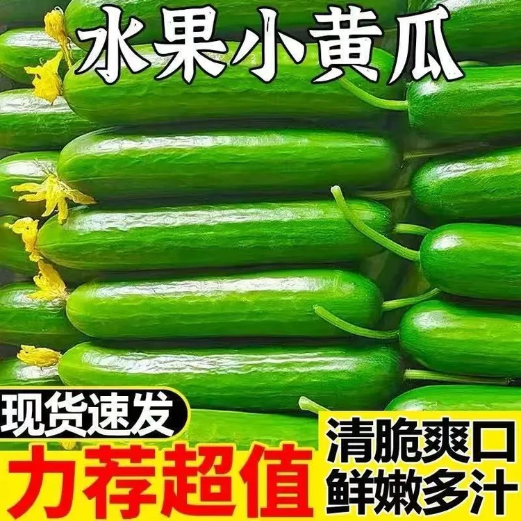 山东新鲜无刺水果小黄瓜现摘现发即食生吃清脆爽口低卡营养包邮