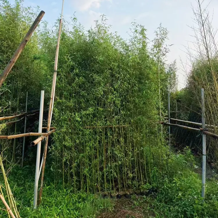 【罗汉竹10棵】无修剪全冠幅竹子苗盆栽大型绿植紫竹唐竹佛肚竹耐寒