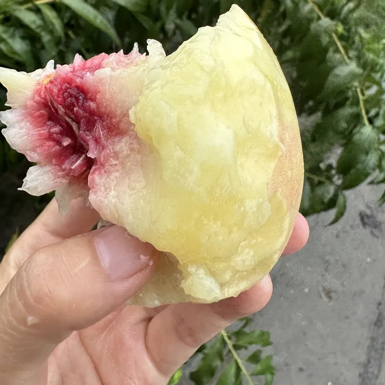 锦绣黄桃（中苗）套餐3