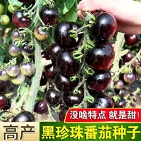 四季种植黑珍珠番茄种子春季阳台盆栽易种植黑宝石西红柿蔬菜种子
