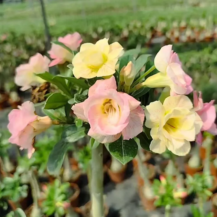 多年生沙漠玫瑰花卉植物开重瓣花居家防辐射盆栽耐旱新手好养多肉