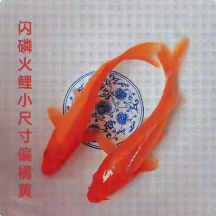 【火麒麟】闪鳞火鲤红色鱼锦鲤观赏鱼喜庆冷水鱼红锦鲤家养招财易养